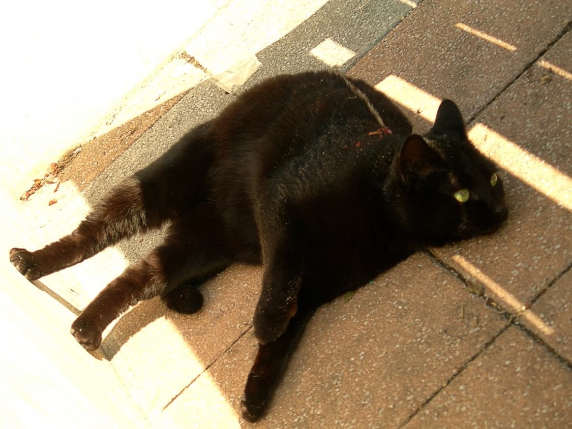 니콘 쿨픽스 Nikon Coolpix 7900 실버 상품이미지4