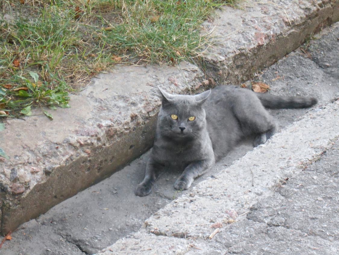 니콘 쿨픽스 a100 빈티지 디카 디지털카메라 상품이미지9