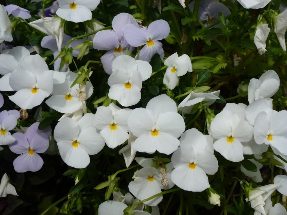 상태좋음🧚 파나소닉 DMC-TZ20 실버 작례⭕️ 브이로그 디카 상품이미지7