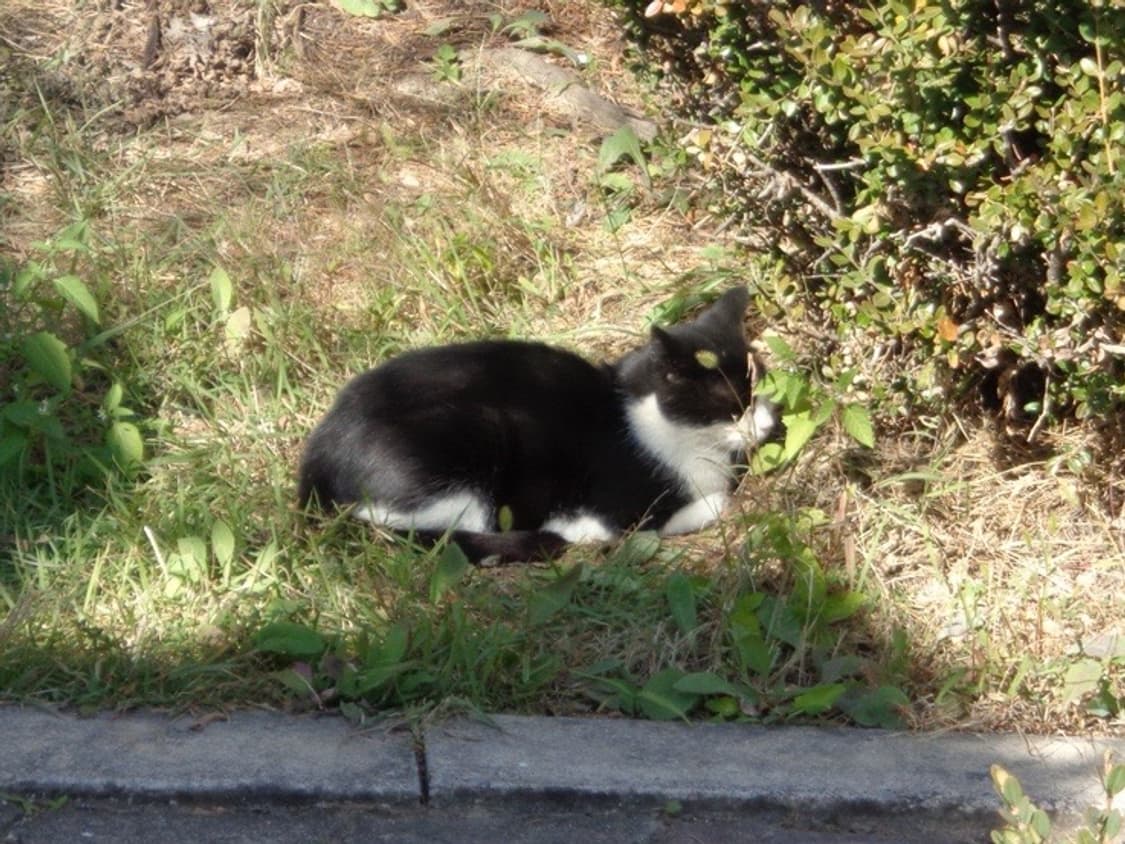 소니 dsc-w830 빈티지 디카 상품이미지6