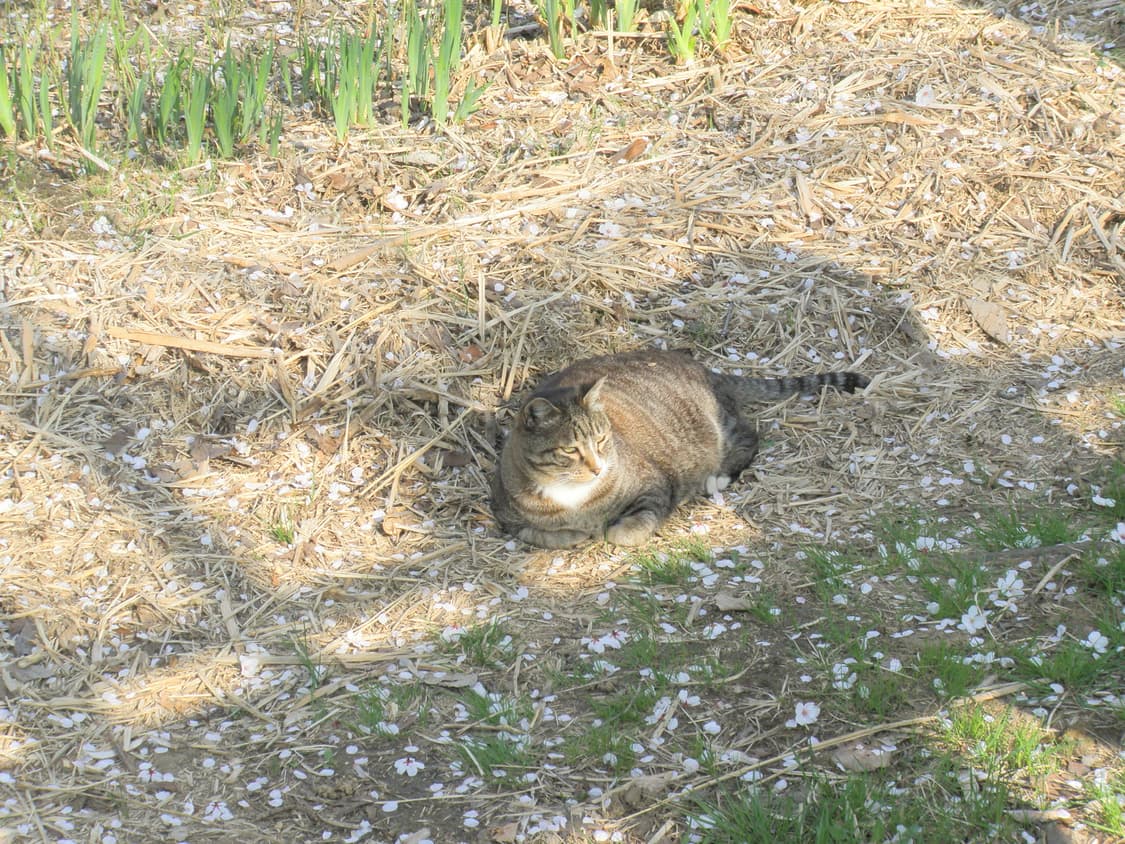 작례📸올림푸스 뮤1060 🍓딸기우유 핑크! (풀셋) 빈티지 디카 상품이미지8