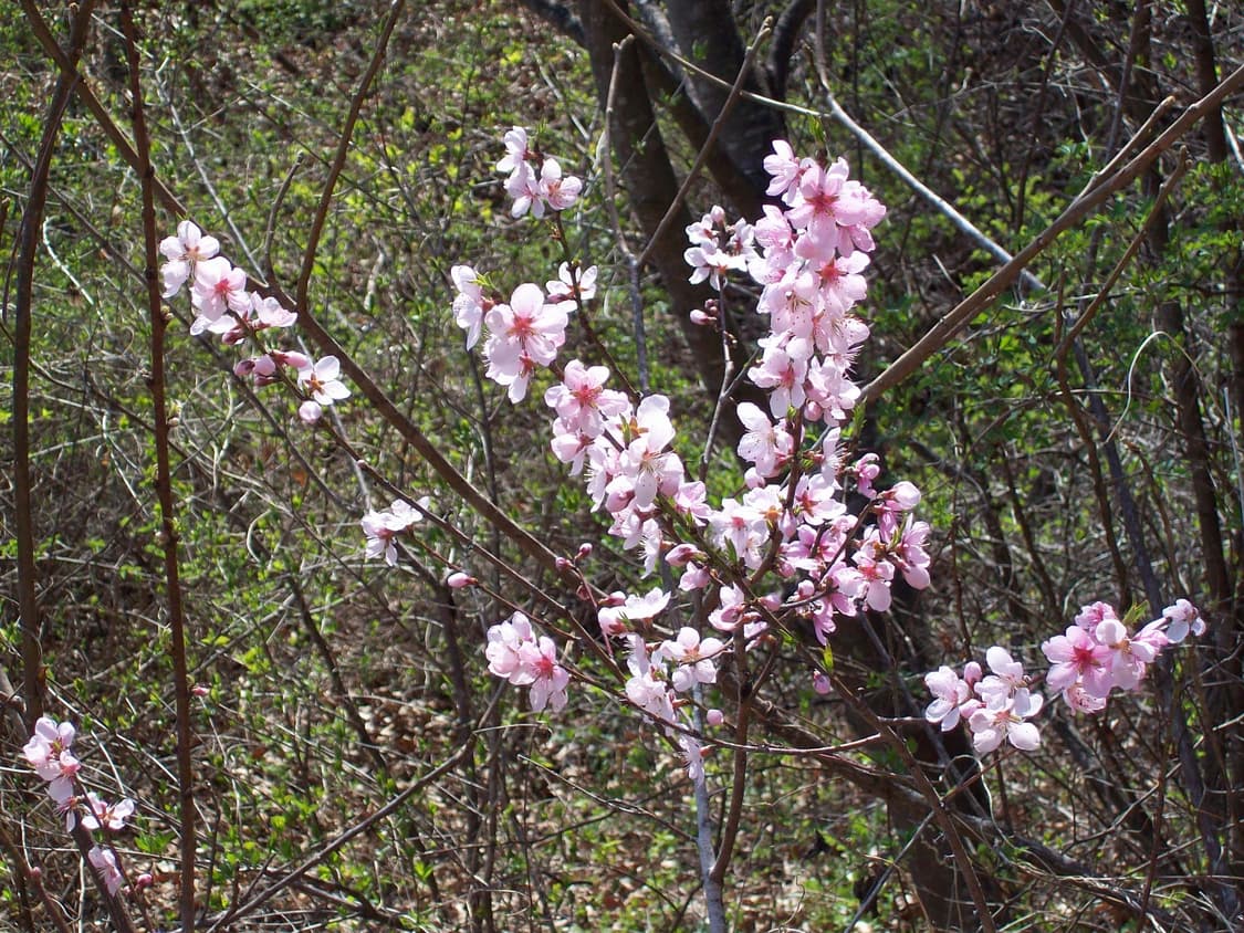 미품) 코닥 이지쉐어 c713 카리나 카메라 상품이미지5