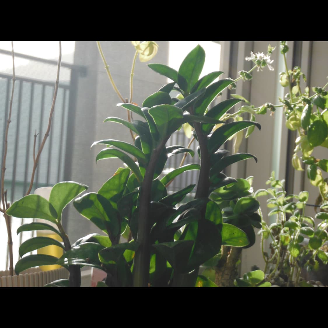 작례⭕️ 후지필름 XP 100  상품이미지9