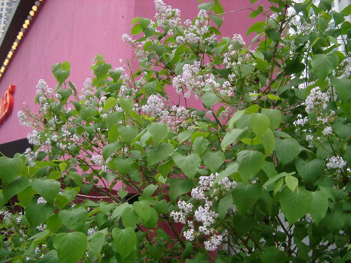 펜탁스 옵티오330 디지털카메라 상품이미지10