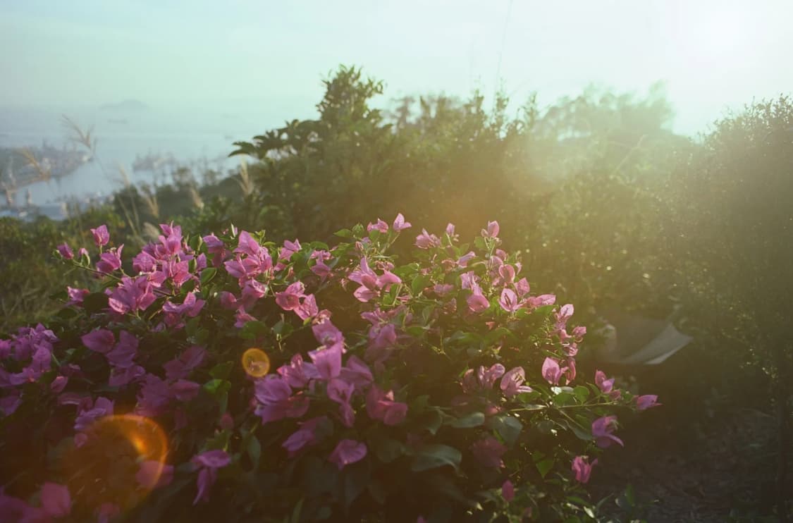 작례O 미놀타 알파 303si 슈퍼 + 미놀타 af 줌 35-105 필름 상품이미지6