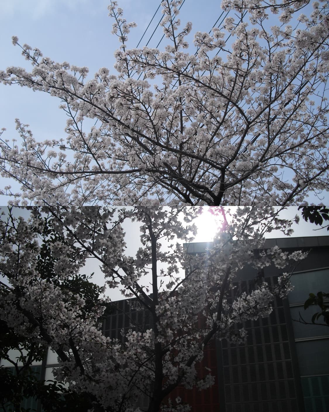 작례O) 핑크 카시오 엑슬림 ex-Z1 빈티지 카메라 상품이미지1