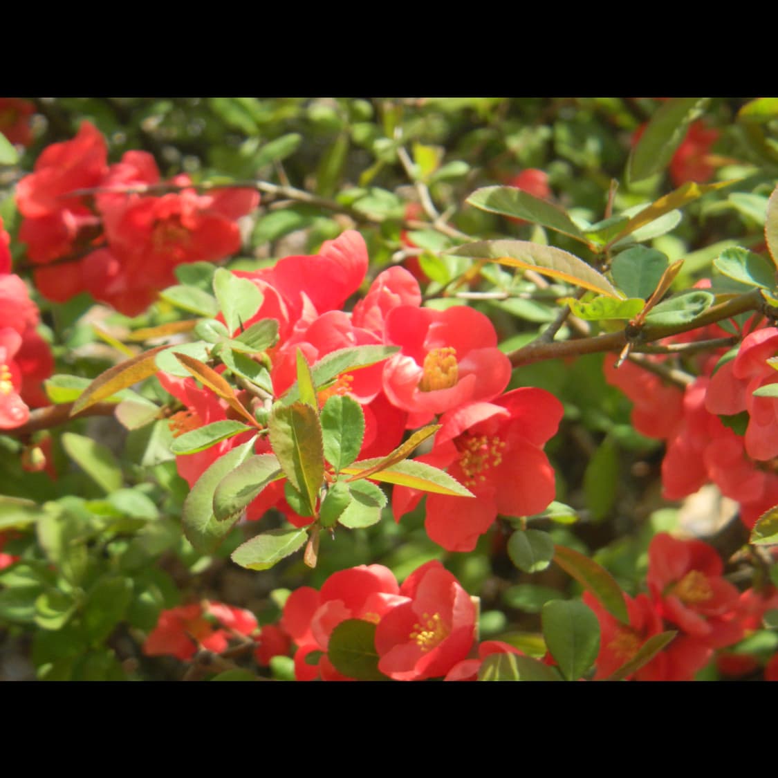 작례⭕️ 니콘 쿨픽스 S1000 PJ 빔프로젝트 상품이미지8