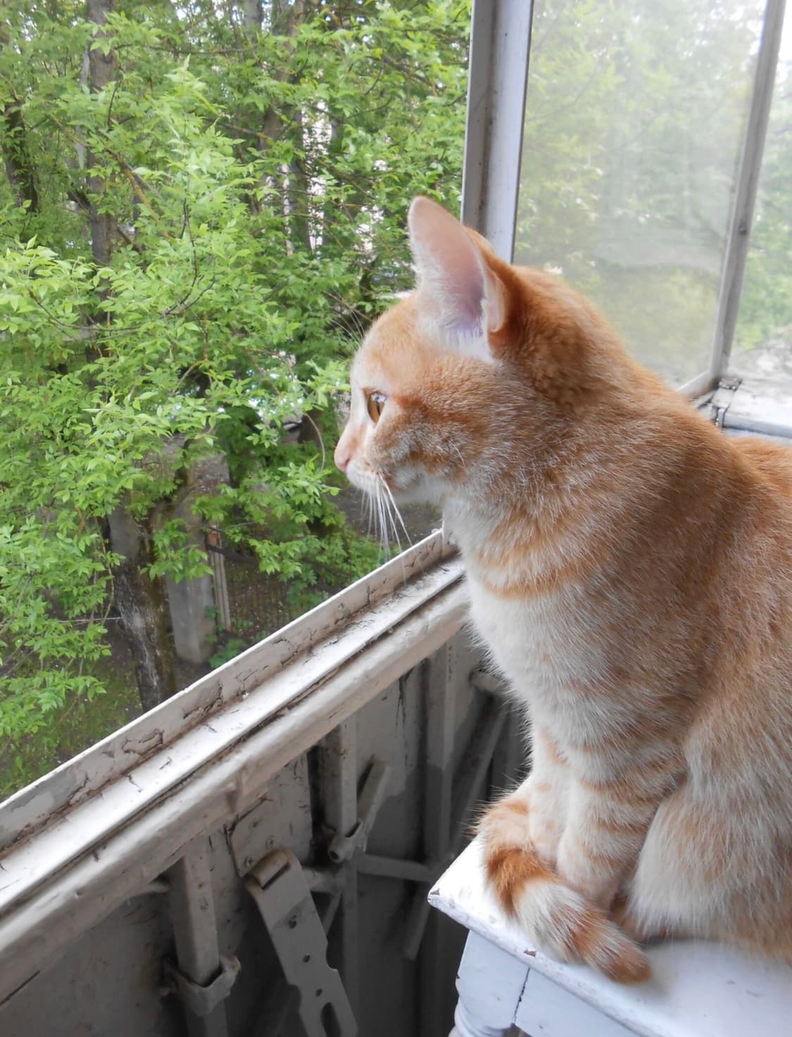 신품급) 니콘 쿨픽스 S3300 핑크 빈티지 디카  상품이미지6