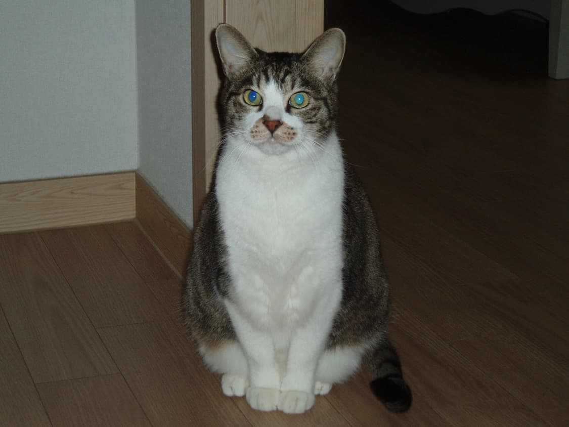 Olympus 올림푸스 뮤 410 디지털 상품이미지5