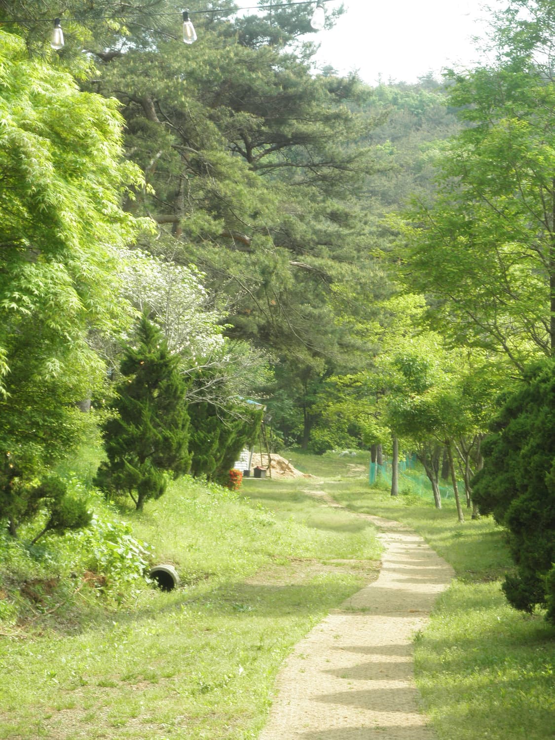 올림푸스 뮤 7040 베이지 상품이미지5