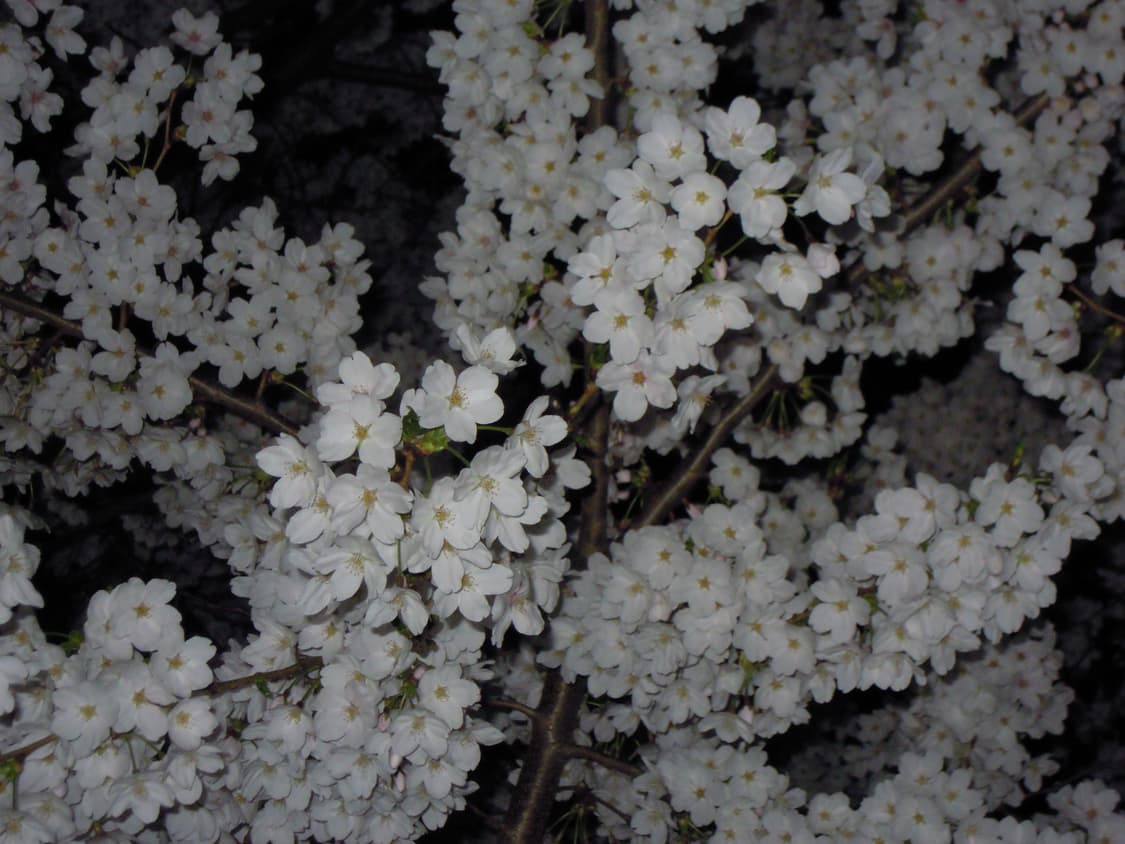 니콘 쿨픽스 S5100(작례O) 상품이미지7