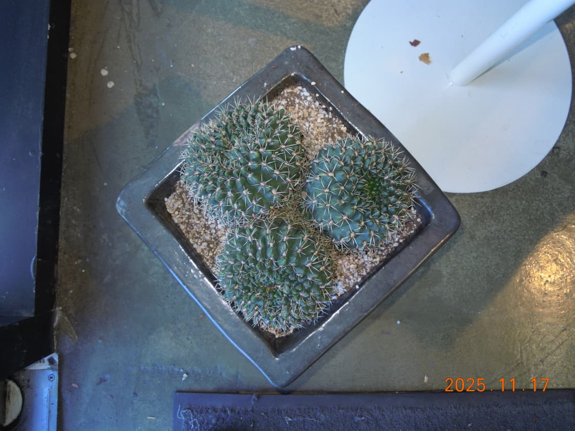 츄/new배터리/풀박/날짜표시)니콘 쿨픽스 s5100 레드 빈티지디카 상품이미지10