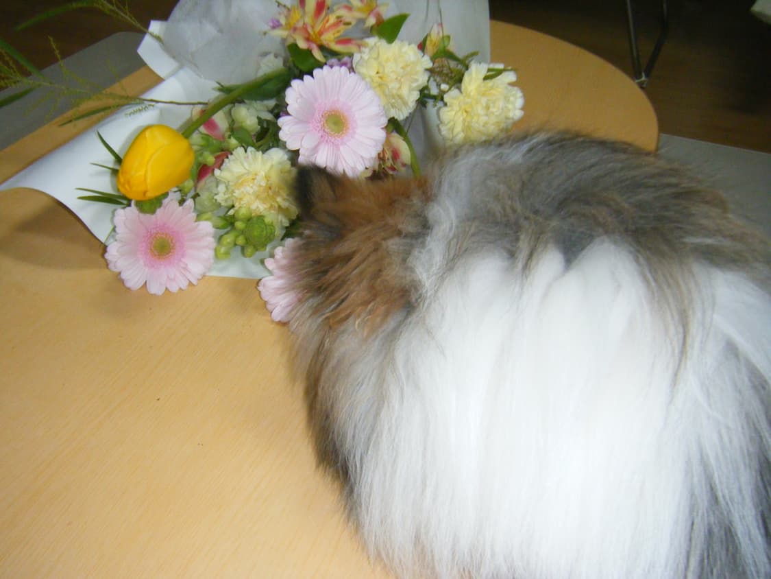 레어/작례O] 슬라이딩 카메라 후지필름 Finepix Z100fd 상품이미지10