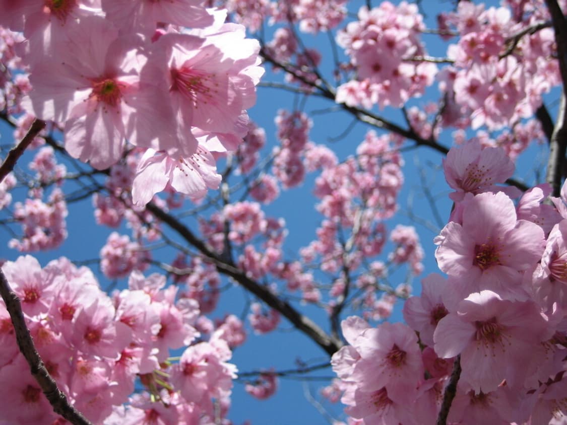 캐논 익서스 50 Canon IXUS 50 실버 상품이미지10