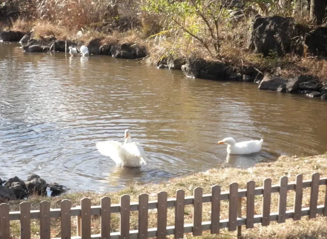 올림푸스 뮤 7010 핑크 (작례⭕️) 상품이미지10
