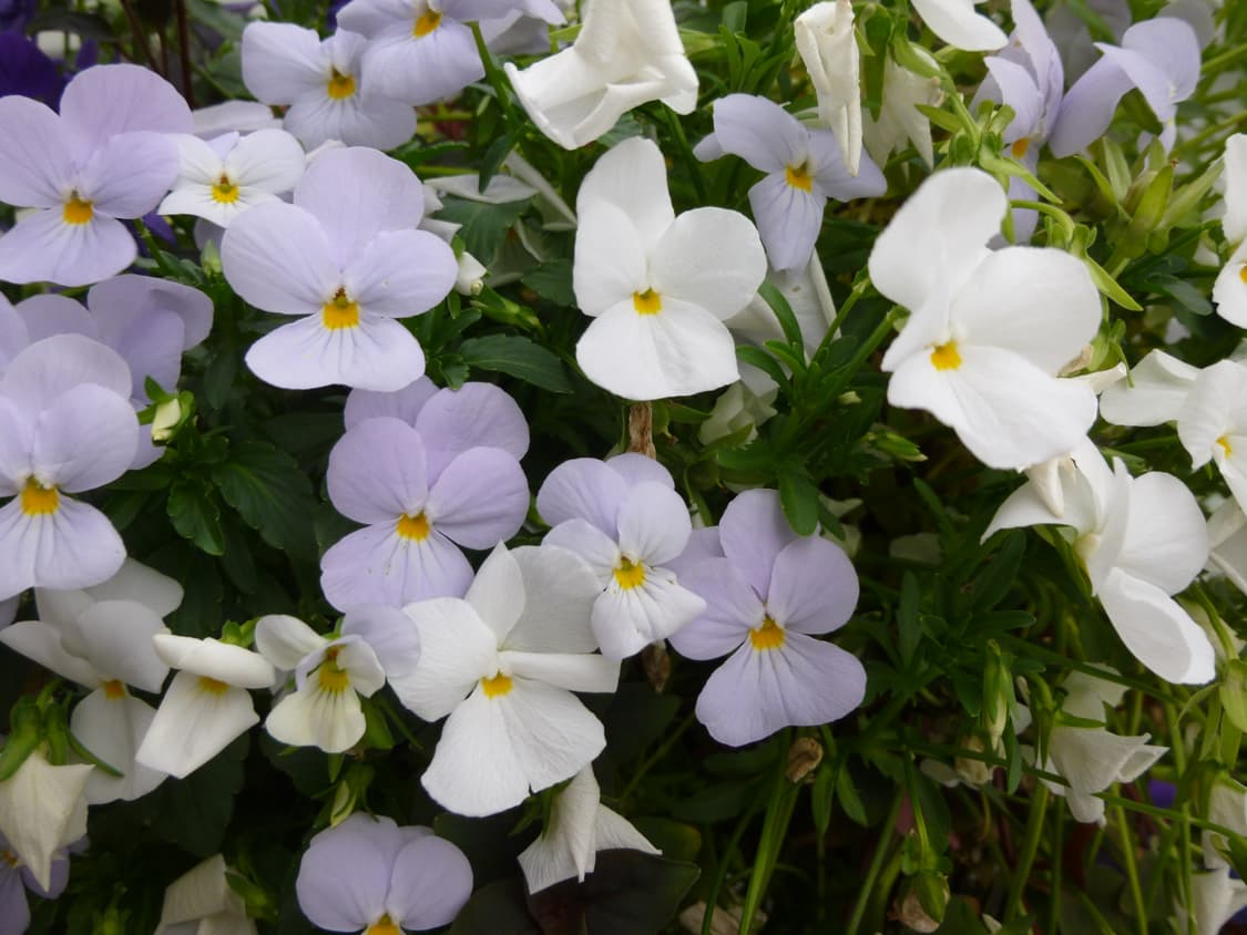 착한가격🧚 파나소닉 DMC-SZ3 화이트 빈티지디카 작례⭕️ 박스포함 상품이미지8