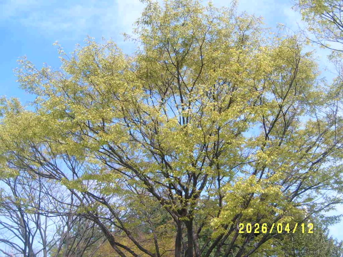 삼성 케녹스D3100(d470)디카 상품이미지7