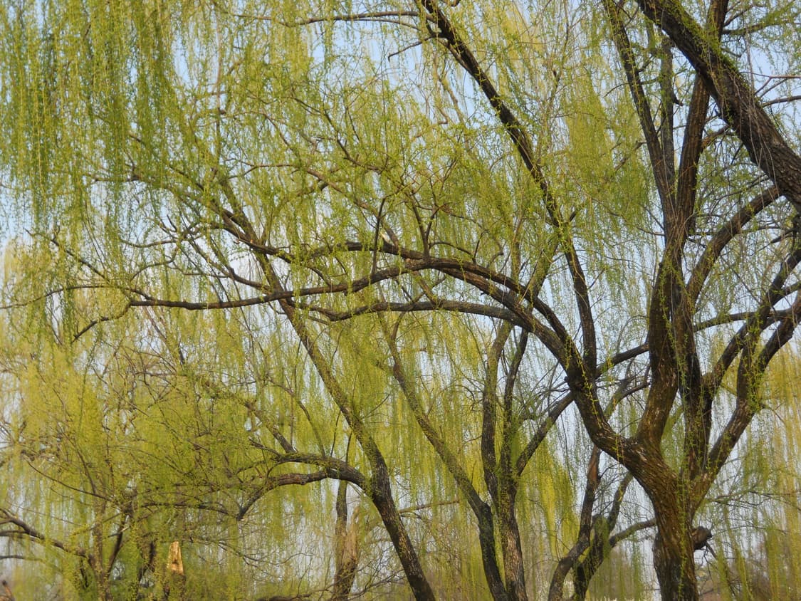 소프트포커스&와이파이!) Nikon Coolpix S3700 디카 상품이미지5