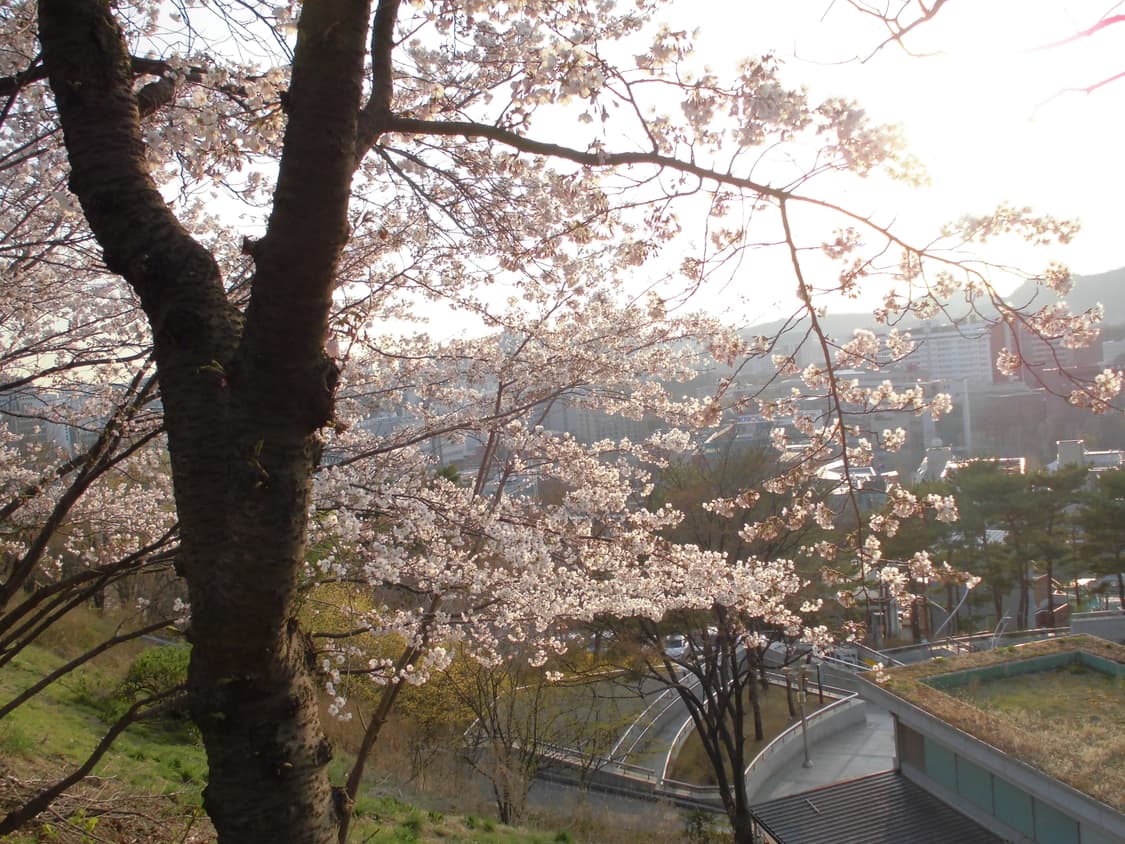 (작례!)Casio Exilim EX-ZS20디카 상품이미지5