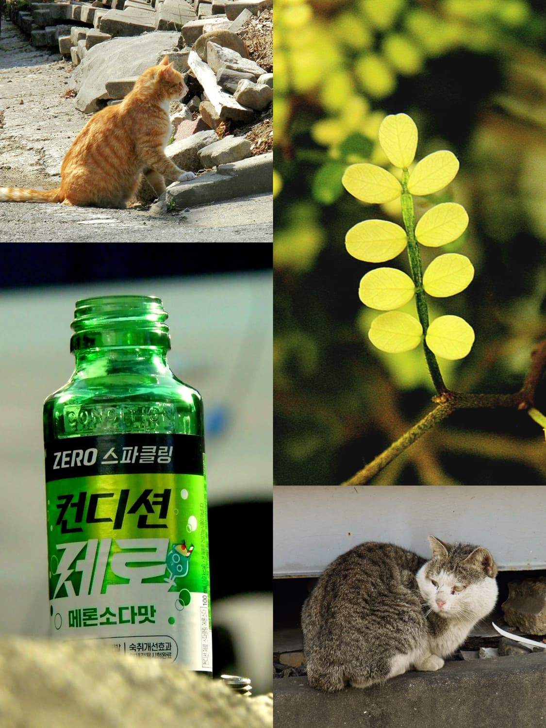 무료배송)올림푸스 SP-800UZ 빈티지 디카 상품이미지10