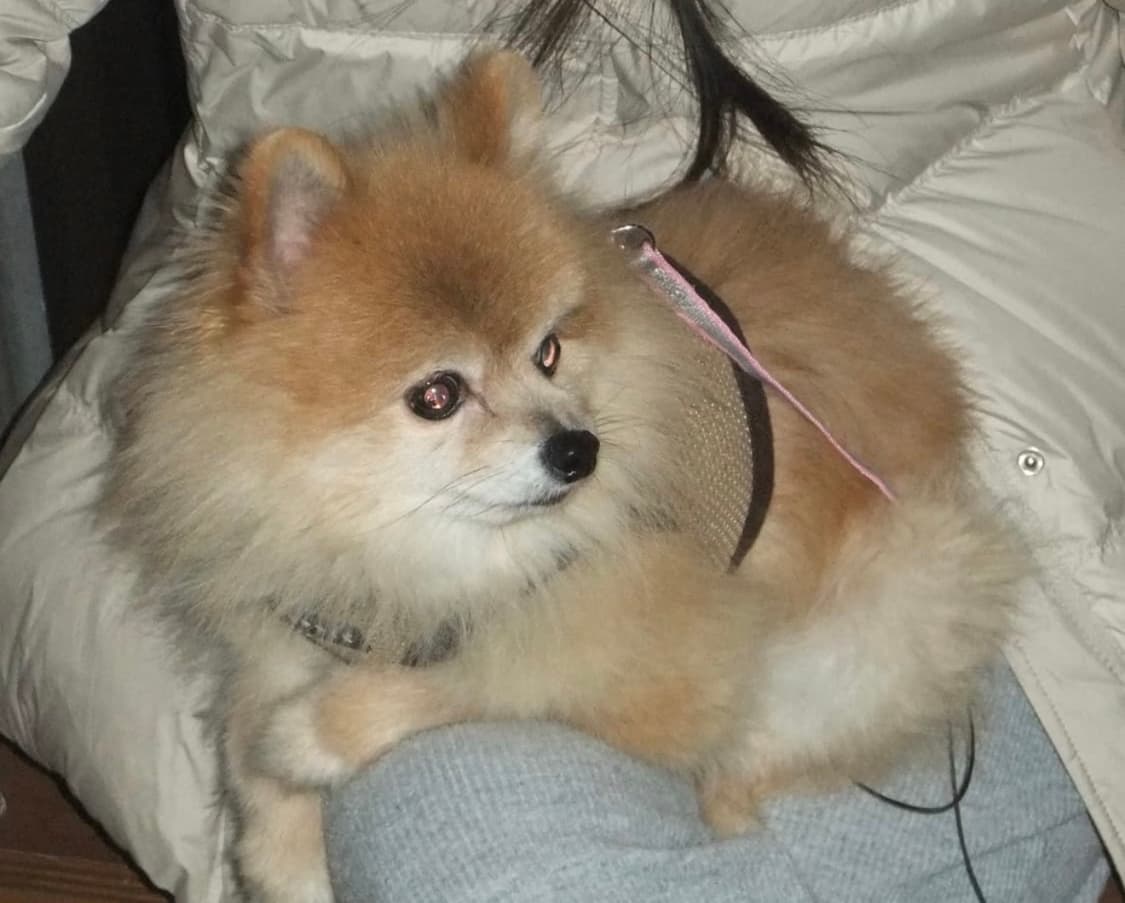 후지필름 파인픽스 f70exr 핑크 디카 카메라 미품🎀💕 상품이미지10