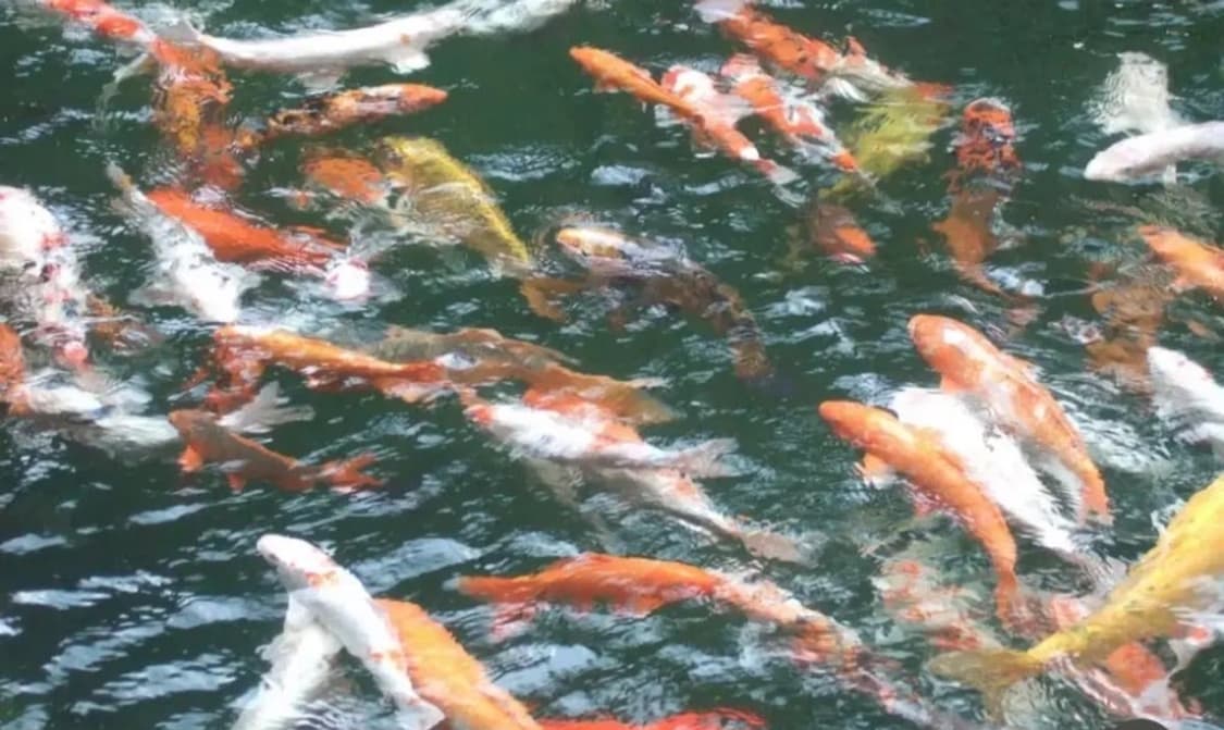 후지 FinePix 2600Z 디지털 카메라 판매 상품이미지3