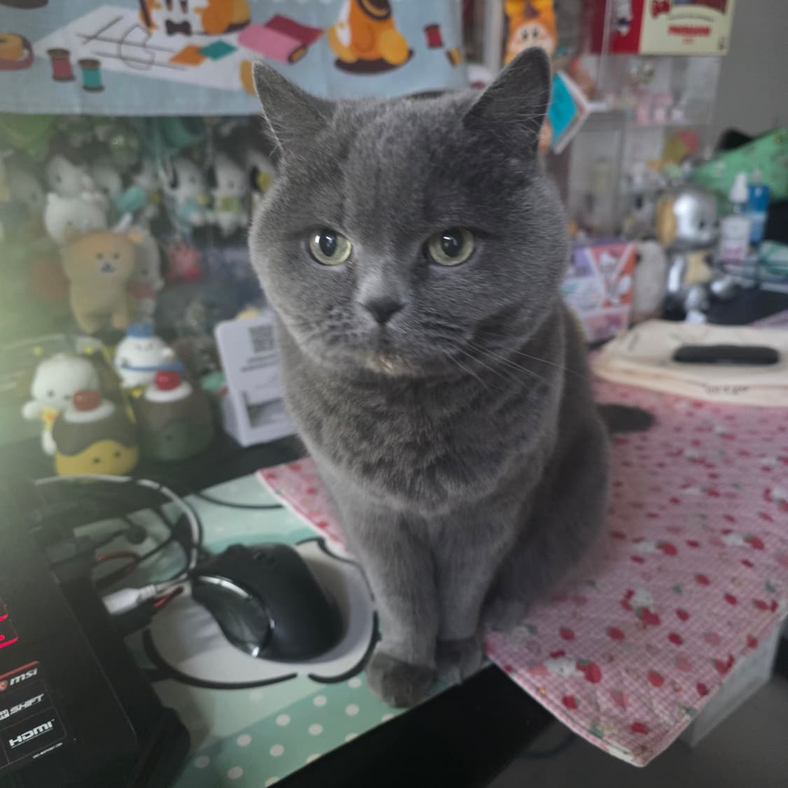 포차코옷! 상품이미지1