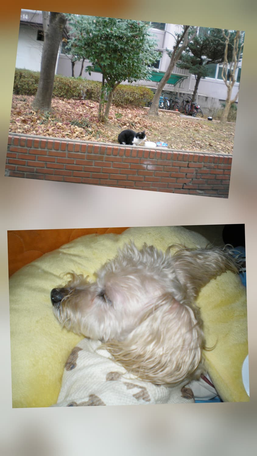 올림푸스 FE-130 디지털카메라  상품이미지10