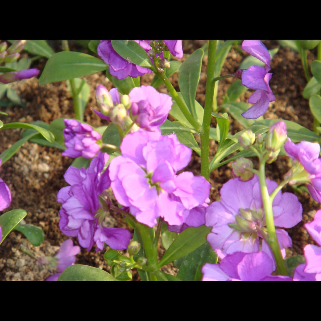 작례⭕️ 소니 사이버샷 DSC-T100 상품이미지5