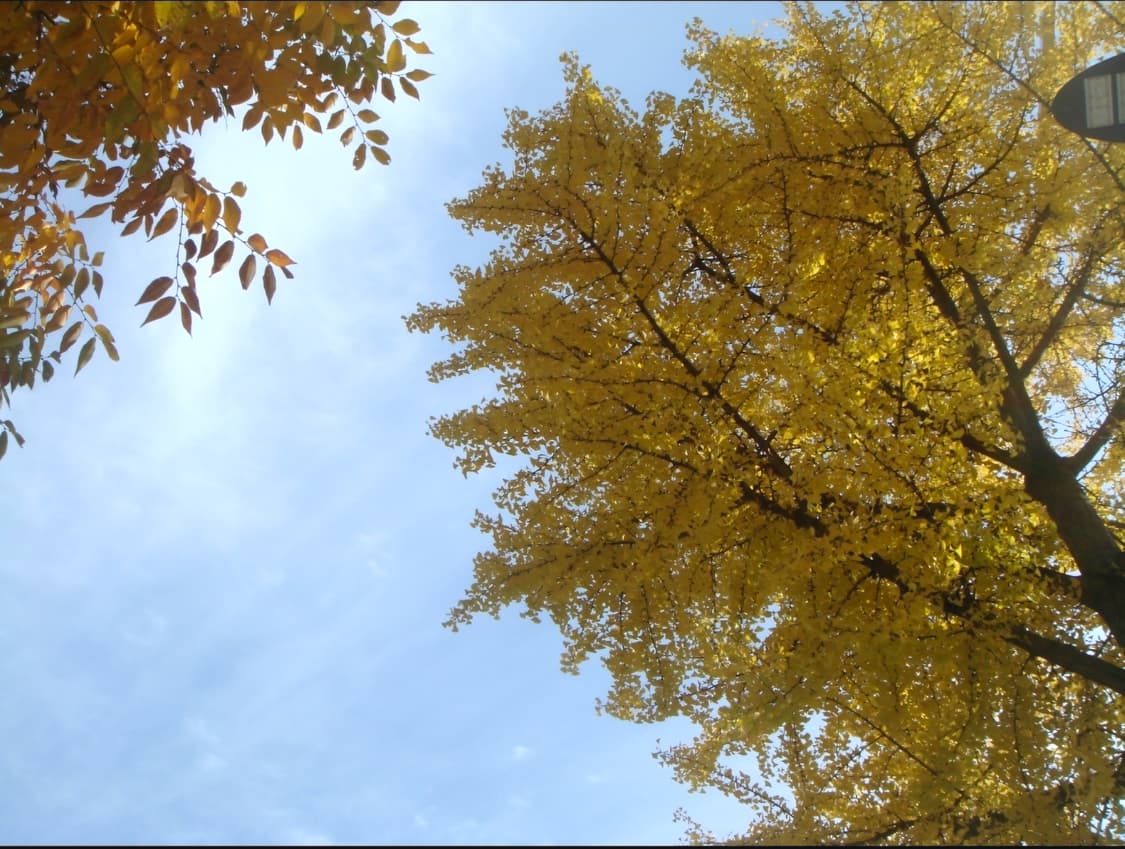 작례📸 Sony Cyber-shot T50 실버 컬러 판매합니다 ✨ 상품이미지3