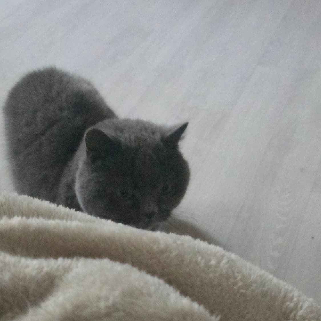 몬치치 인형 상품이미지1