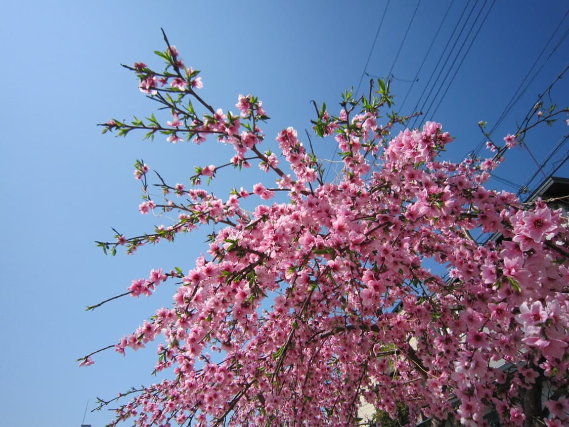 캐논 익서스 Canon IXUS 200 IS 실버 상품이미지2