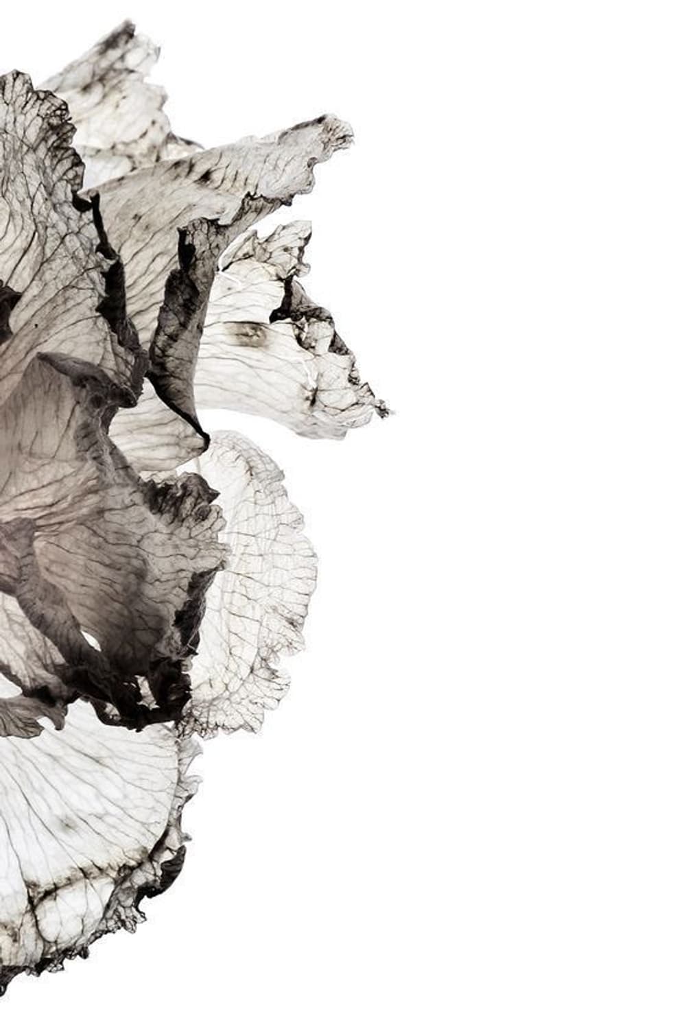 heyboo님 거래 상품이미지1