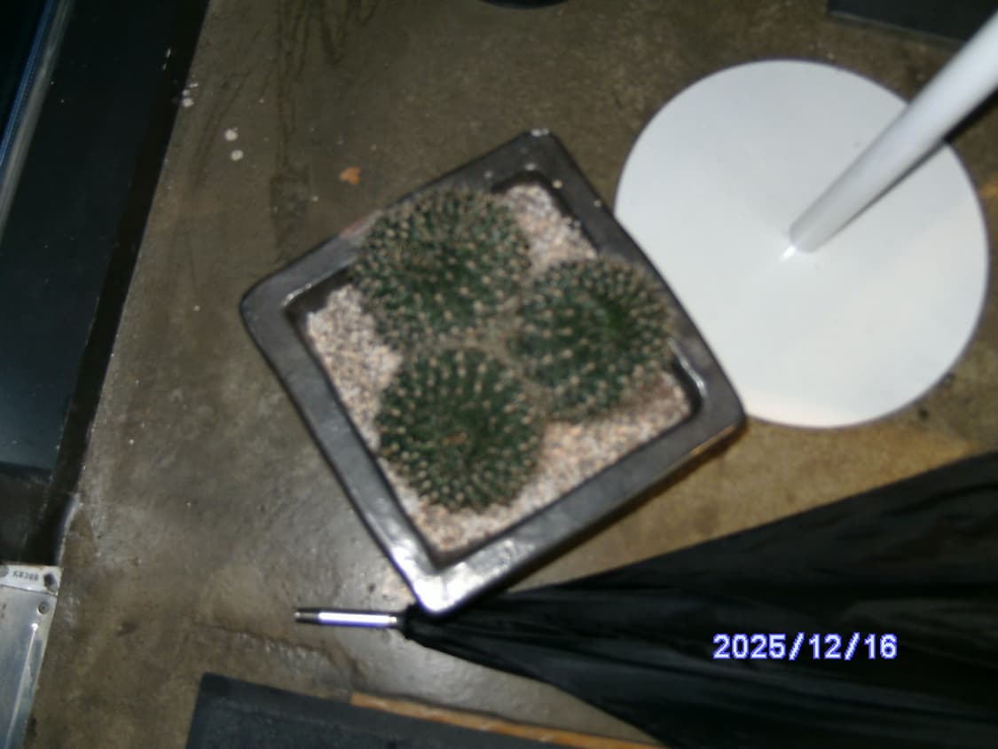 레어템/날짜표시)폴라로이드 i535 빈티지디카 상품이미지10