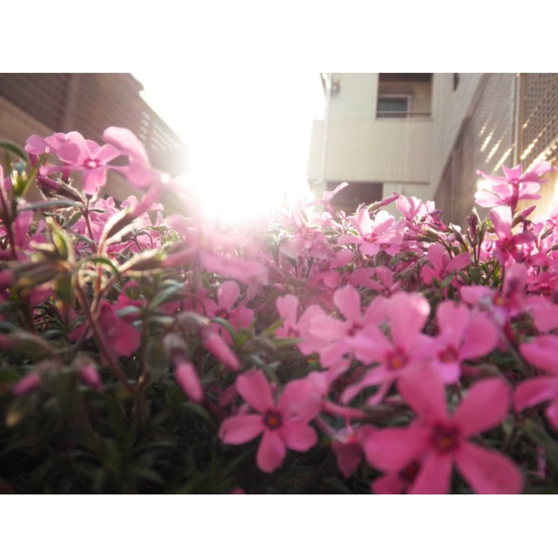 올림푸스 뮤 7020 상품이미지3