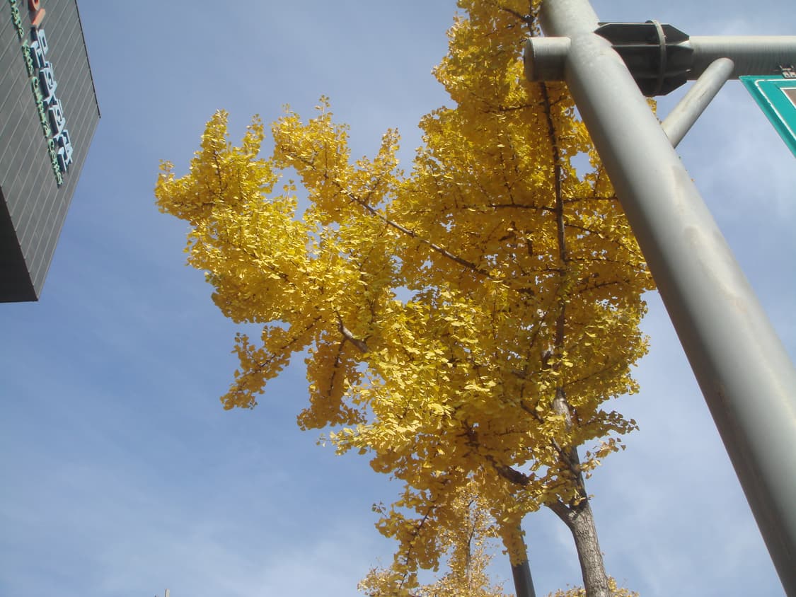 작례📸 Sony Cyber-shot T50 실버 컬러 판매합니다 ✨ 상품이미지4