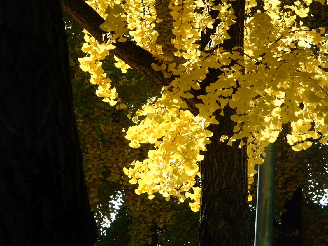 설연휴 할인☃️DIGIBINO DB200 상품이미지7