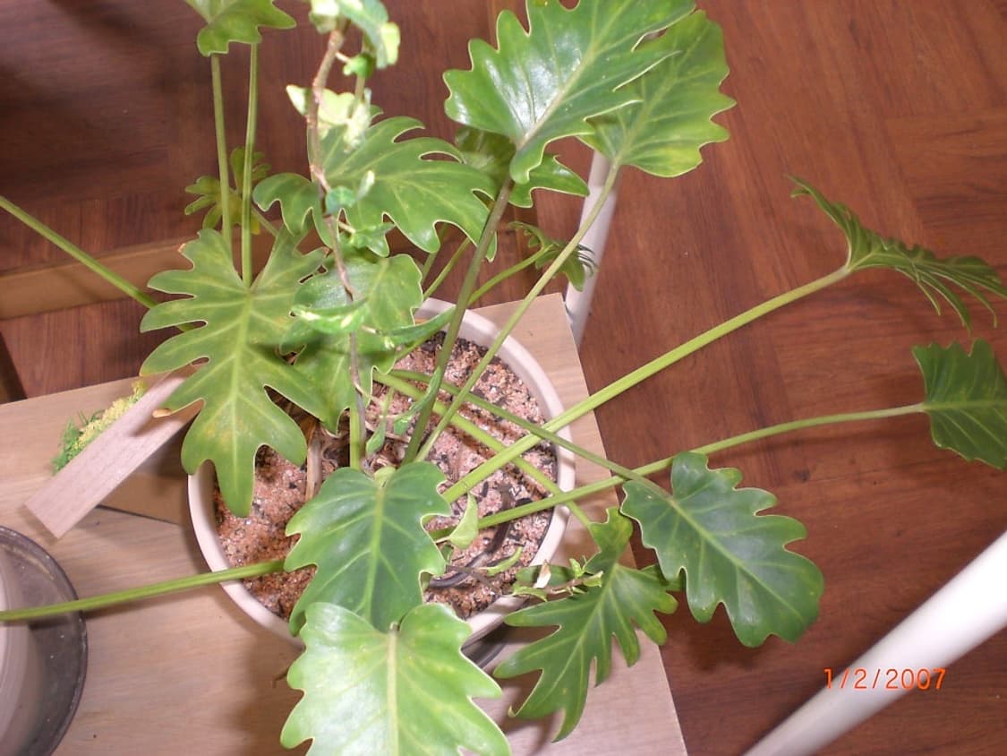 카시오 엑실림 EX-Z80 스카이블루 Casio Exilim EX-Z80 상품이미지8