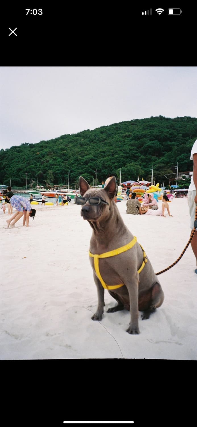 야시카 T3 자동필름카메라 상품이미지8