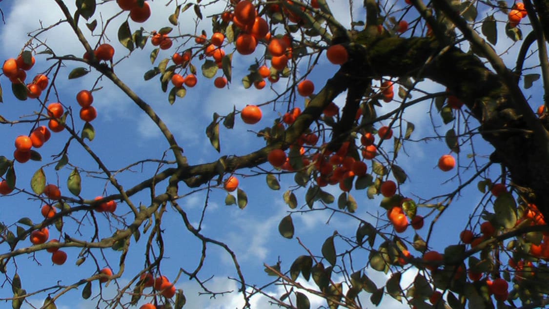 [✨️희귀/강추] Panasonic HDC-SD7  캠코더 판매! 상품이미지5