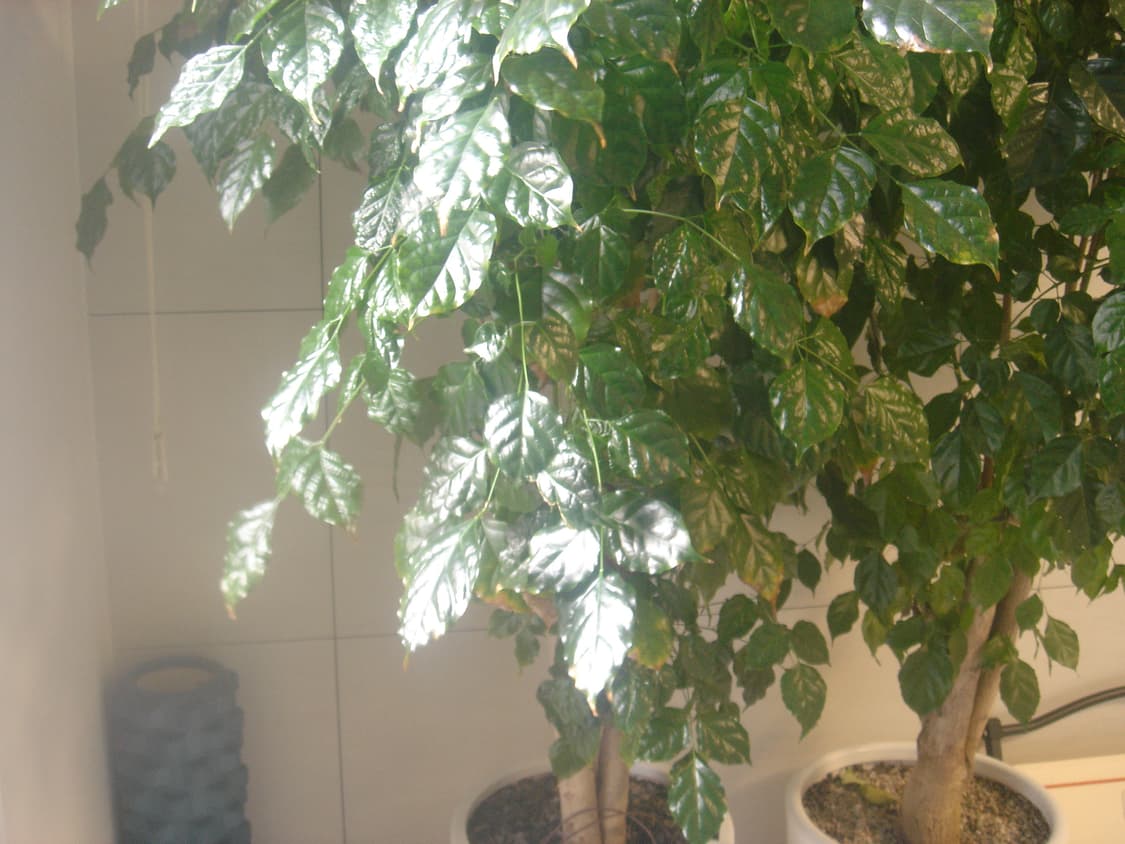 소니 사이버샷 dsc-t10 빈티지 디카 (사용감 x) 상품이미지10