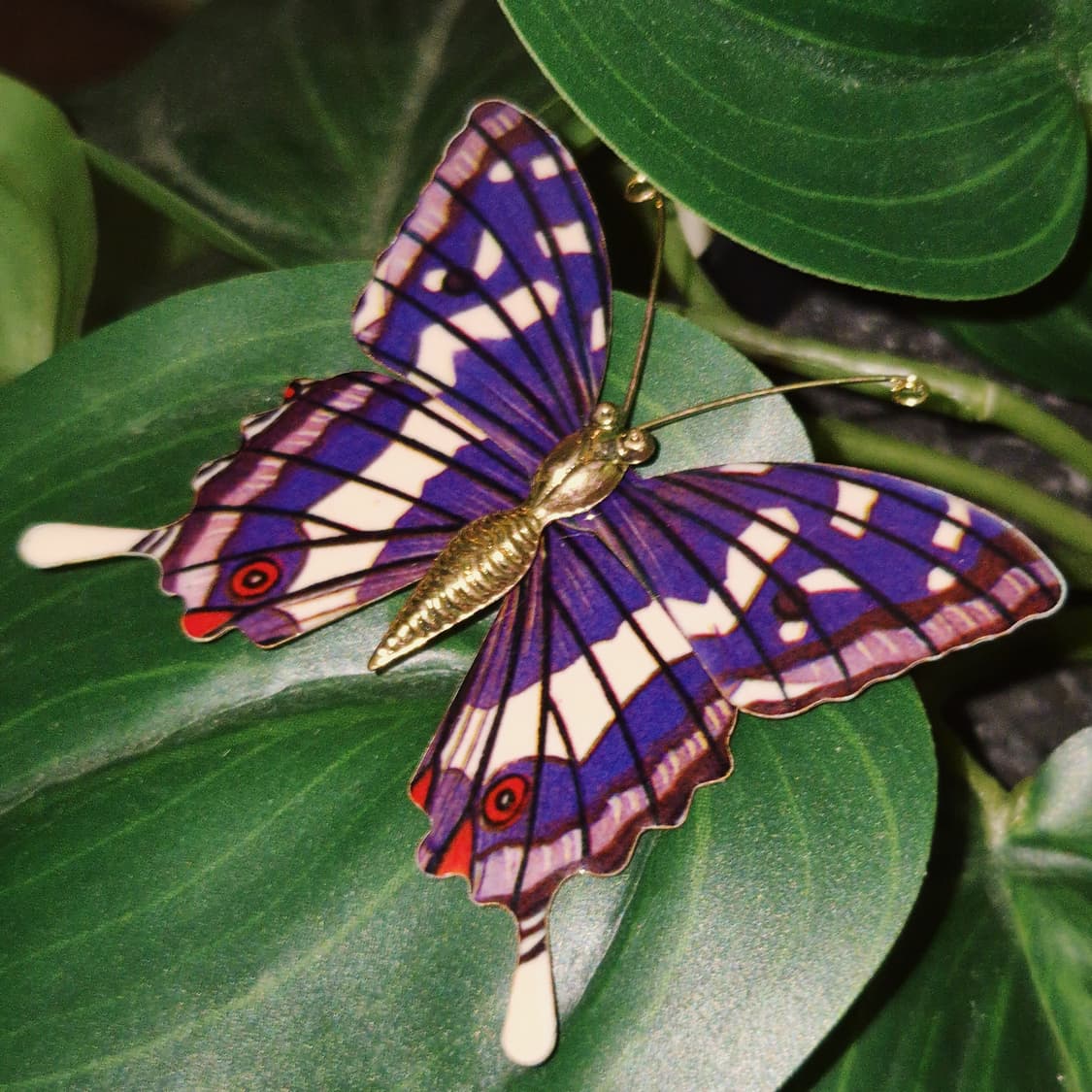 70s 일본 엔틱 황제 나비 빅 브로치 상품이미지8