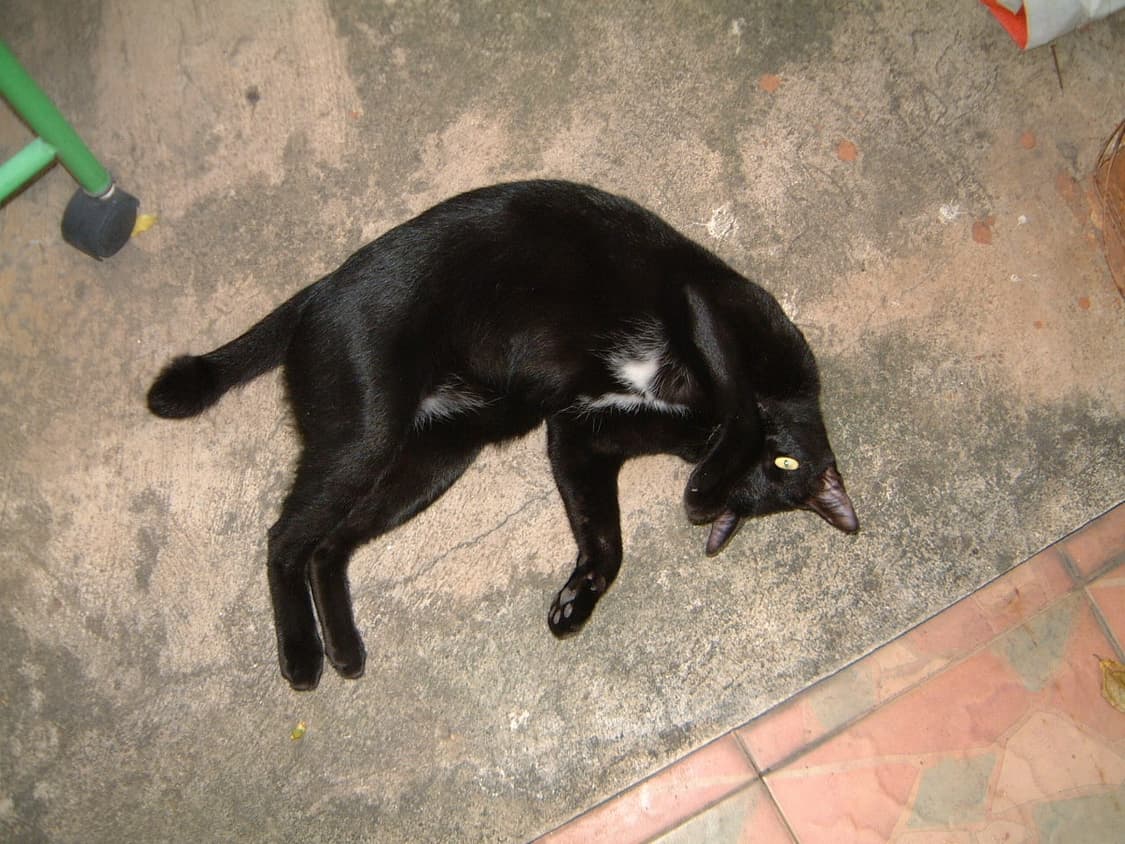 디카계의 에르메스! 라이카 미니룩스 4.3 풀박스! 상품이미지3