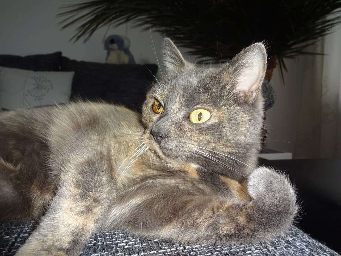 [하이엔드&뽀용!] 소니 사이버샷 DSC-WX220 골드 디지털카메라 상품이미지8