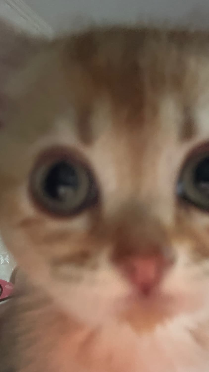깅깅 상품이미지1