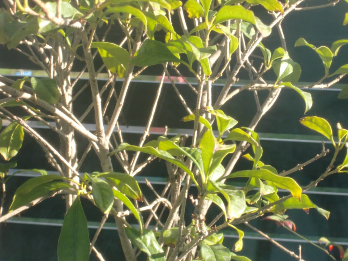 카시오 엑슬림 exilim EX-Z300 브라운 빈티지 디카 작례⭕️ 상품이미지8