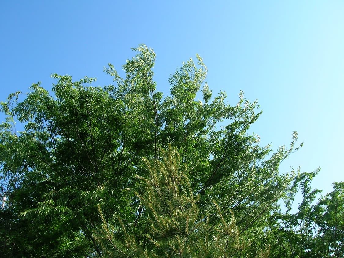 니콘쿨픽스5600 / 작례O 상품이미지9