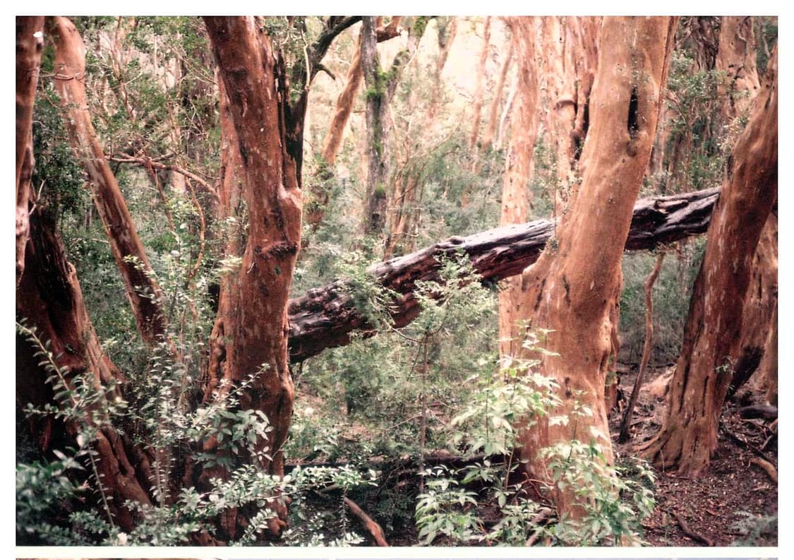 작례O 마지막 후지카 데이트 필름카메라 빈티지 필카 상품이미지3