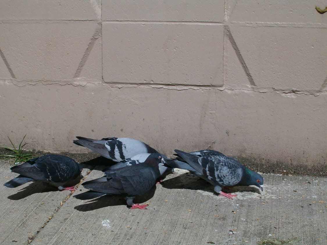 HP Photosmart 735 상품이미지2