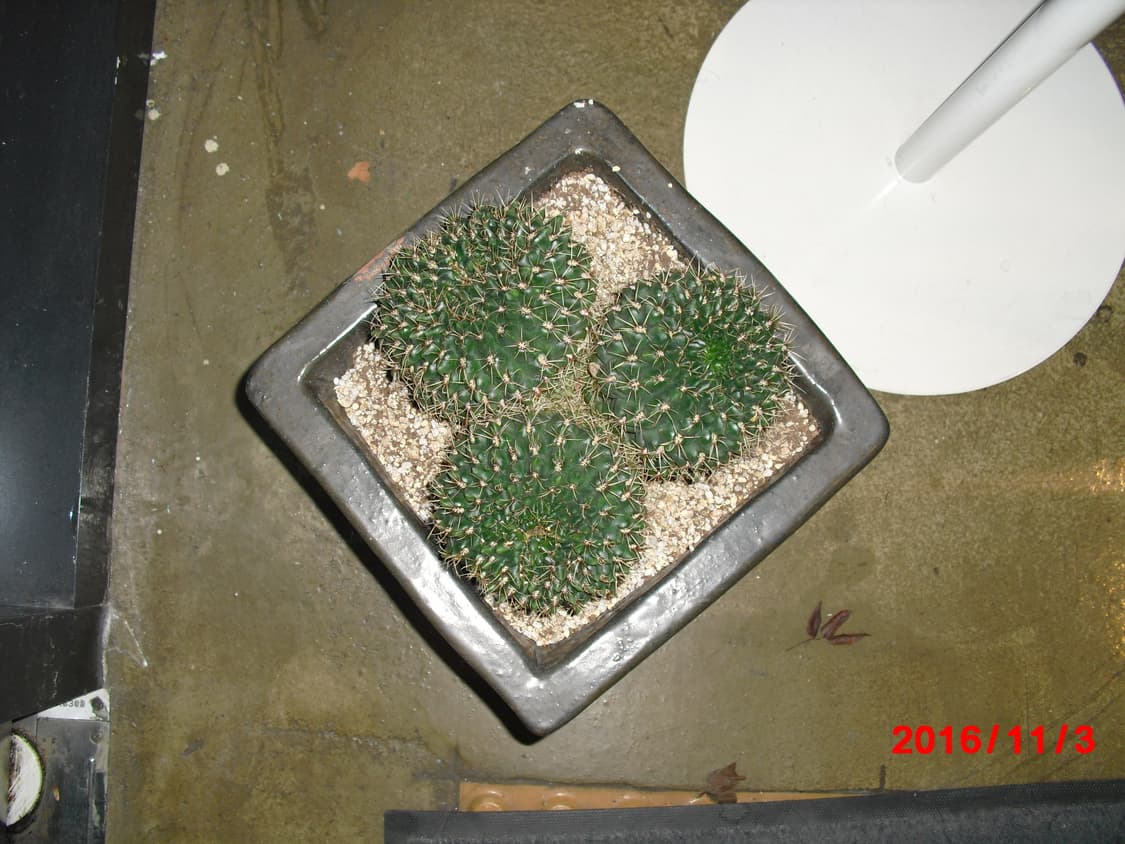 배터리2개/날짜표시)카시오 엑슬림 ex-z2 크롬실버 빈티지디카 상품이미지10